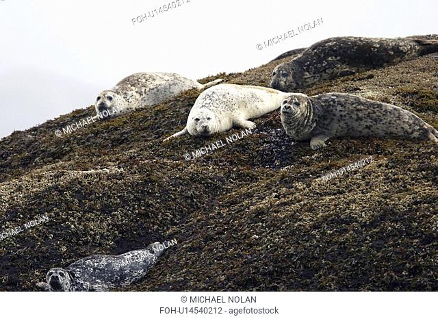 Harbor Seals Phoca vitulina hauled out on offshore reef near Takatz Inlet, Baranof Island, Southeast Alaska, USA