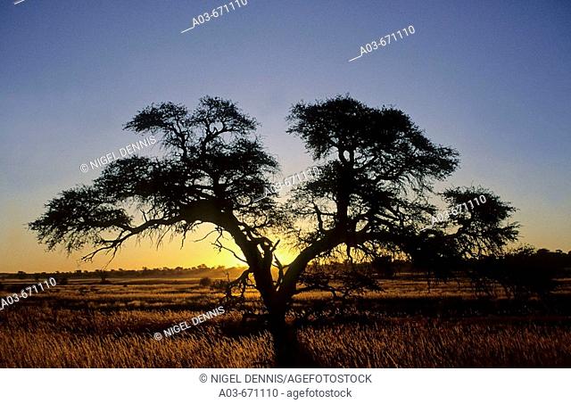 Camelthorn tree and sunset in Kalahari, Kgalagadi Transfrontier Park, South Africa