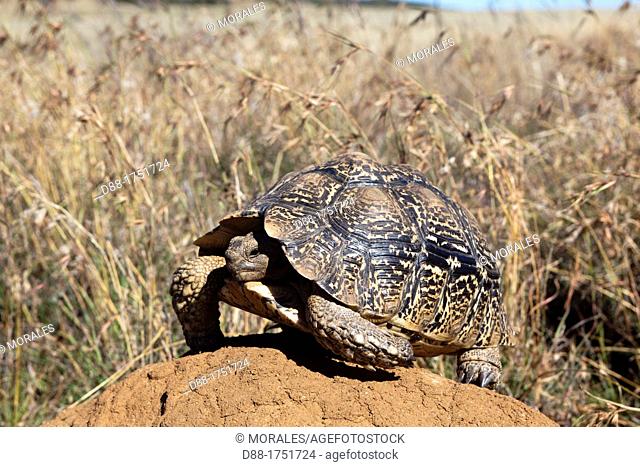 South Africa , Free State Province , Karoo cape tortoise or Karoo padloper Homopus femoralis