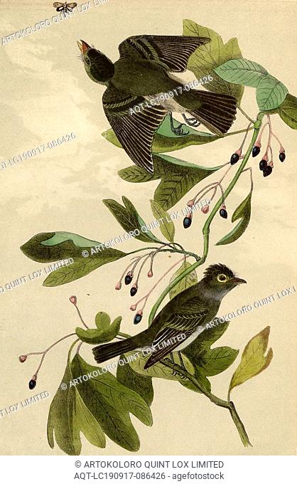 Small Green-Crested Flycatcher - Sassafras Laurus Sassafras, Flycatcher (Muscicapa acadica), Sassafras Tree (Sassafras albidum), Signed: J.J