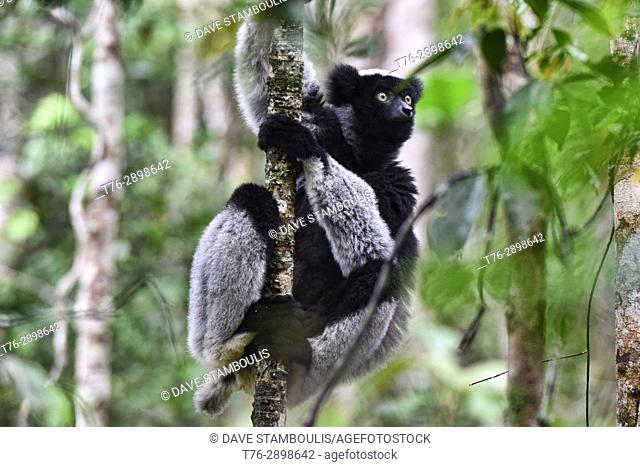Indri, the largest species of lemur, Andasibe National Park, Madagascar