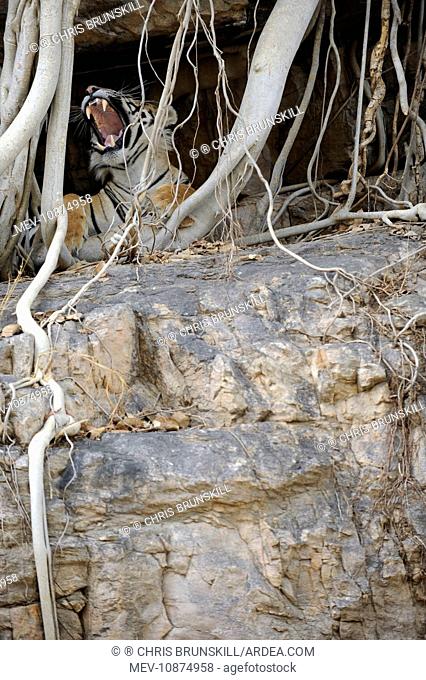 Tiger - yawning from roots of Banyan Tree (Ficus benghalensis) (Panthera tigris). Ranthambhore National Park - Rajasthan - India
