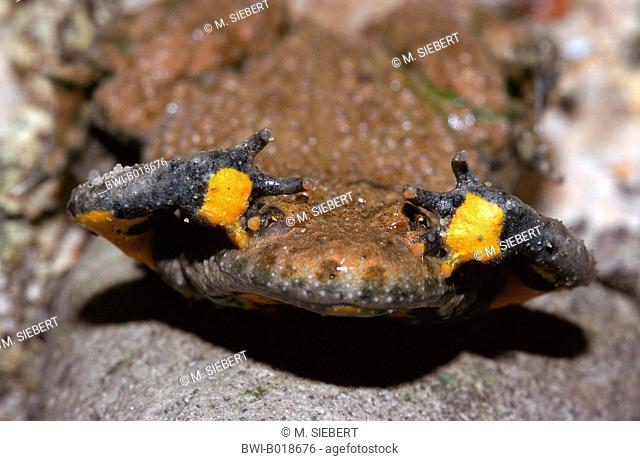 yellow-bellied toad, yellowbelly toad, variegated fire-toad (Bombina variegata), unken reflex, Germany, Hesse