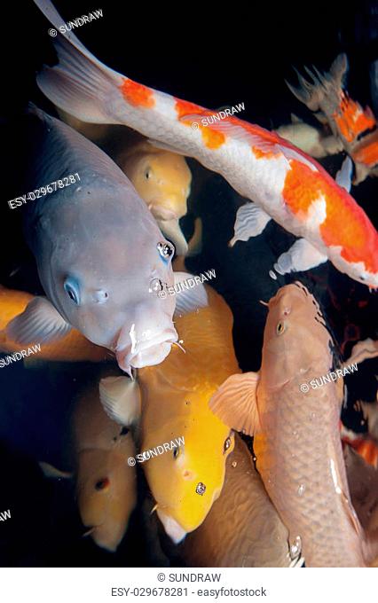 Different colorful koi fishes swimming in aquarium