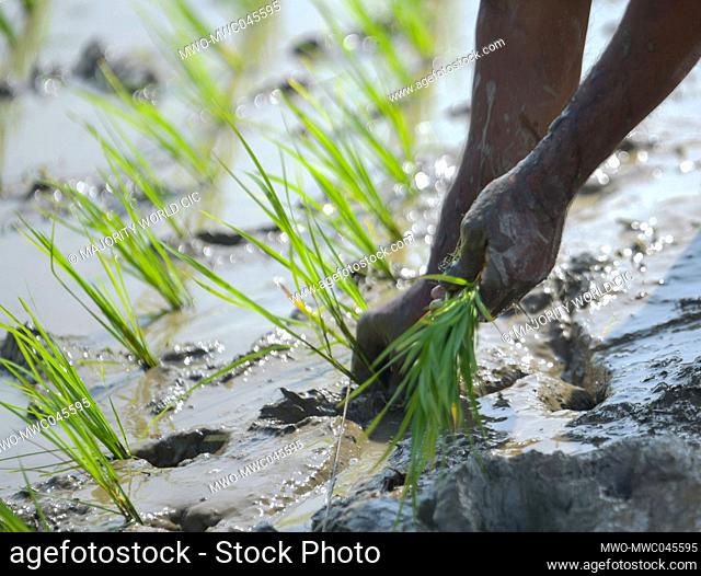 Farmers plant seedlings at a paddy field on the outskirts of Agartala. Tripura, India