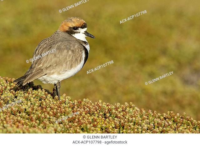 Two-banded Plover (Charadrius falklandicus) perched on the ground in the Falkland Islands