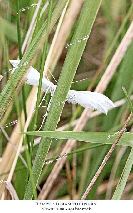 White Plume Moth, Pterophorus pentadactyla hangs on grass stem  The White Plume Moth larvae feeds on Convolvulus or bindweed species that includes morning glory...