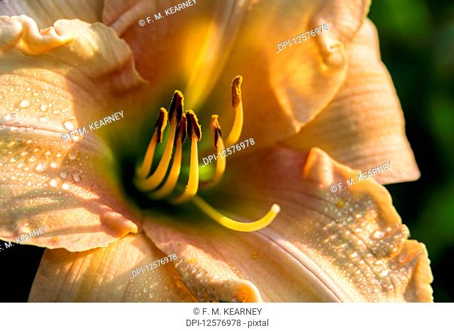 Daylily (Hemerocallis), 'Susan Payson Burke' Hemerocaiildaceae, New York Botanical Garden; Bronx, New York, United States of America