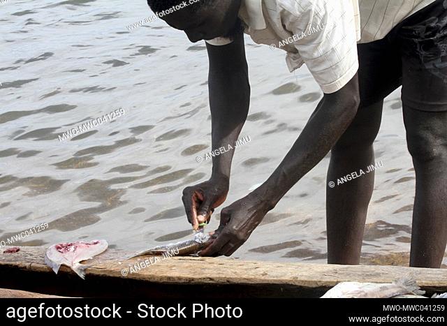 A man is seen handling fish at Senga Bay on the shores of Lake Malawi. The fish are sold and cooked on the beach by revellers. Salima, Malawi