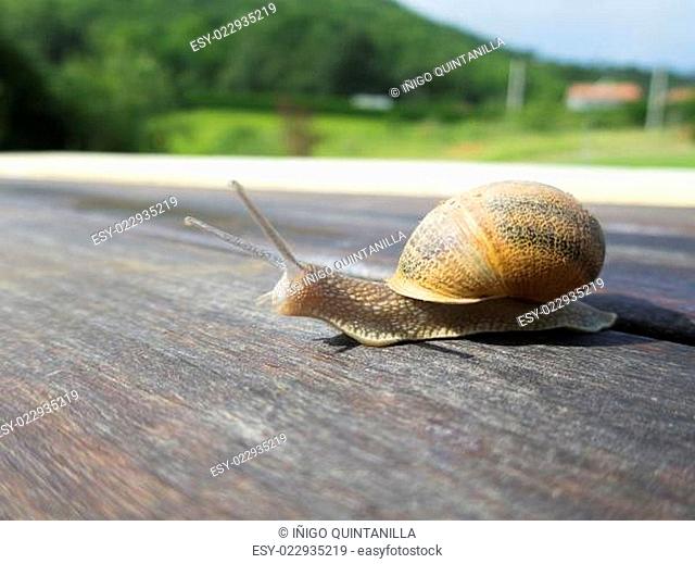 side of snail on brown dark wood outdoor