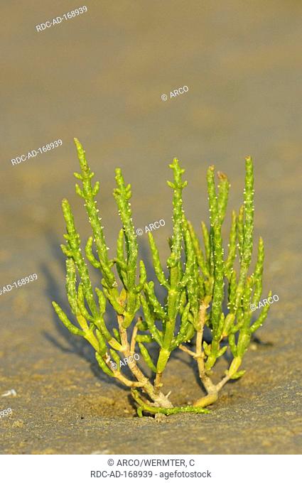 Glasswort, Frisia, Netherlands, Salicornia europaea