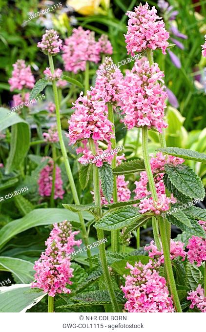 STACHYS OFFICINALIS 'ROSEA SUPERBA' PINK FORM OF COMMON BETONY