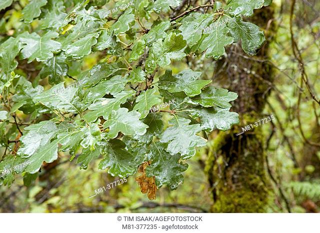 Garry Oak (Quercus garryana) branches and leaves in Horth Hill Regional Park. North Saanich, British Columbia. Canada