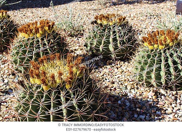 A group of flowering Emory's Barrel Cacti, Ferocactus emoryi, in a rocky bed, in Arizona, USA