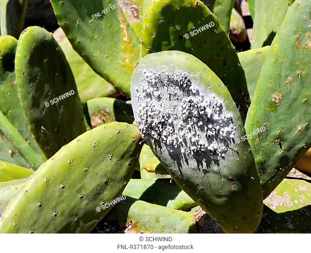Cochenille-Larvas on a prickly pear, Lanzarote, Canaries, Spain, Europe