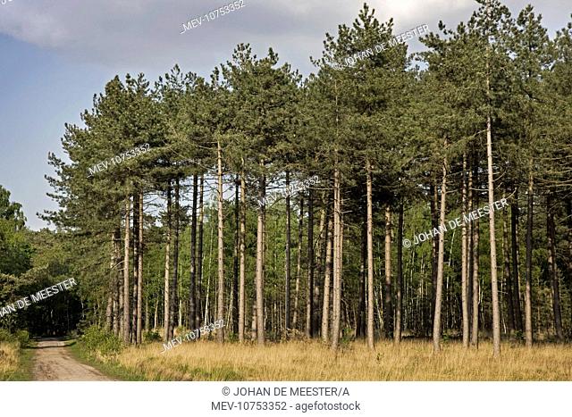 Black Pine Trees - Belgium (Pinus nigra)