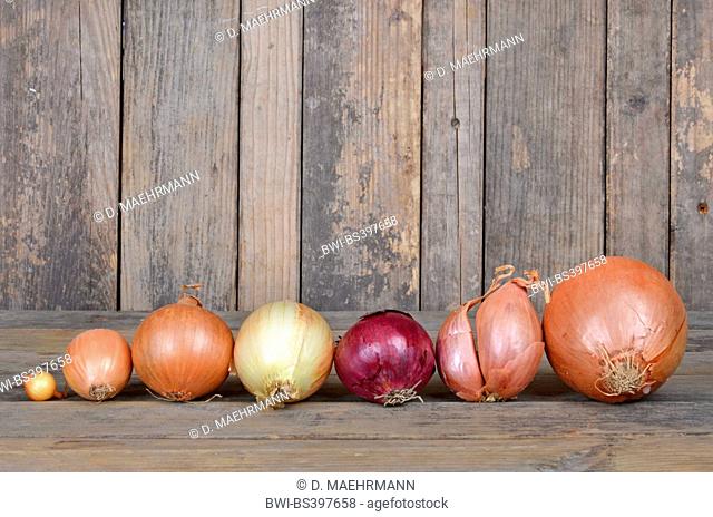 Garden onion, Bulb Onion, Common Onion (Allium cepa), different kinds of onions in a row