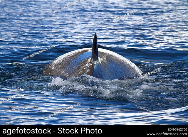 Minke whale back surfaced ocean in the Antarctic Peninsula 1