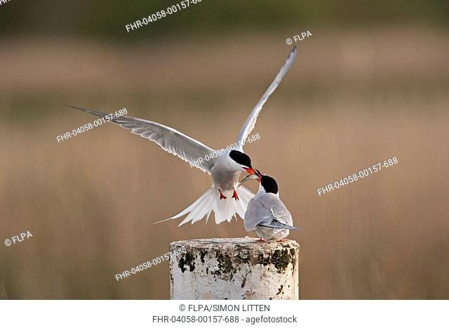 Common Tern Sterna hirundo adult pair, male in flight, offering fish to female, Norfolk, England, may