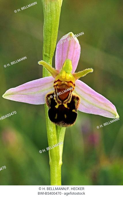 bee orchid (Ophrys apifera), flower, Germany
