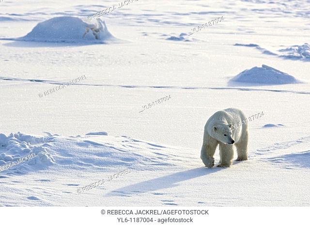 North American, Canada, Manitoba, Churchill, Cape Churchill  Polar Bear walking the frozen tundra