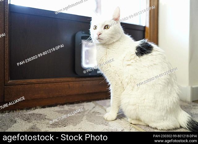 PRODUCTION - 28 February 2023, Baden-Württemberg, Walldorf: Cat Fluffy stands in front of the cat flap in the apartment of her owner Regine Tredwell