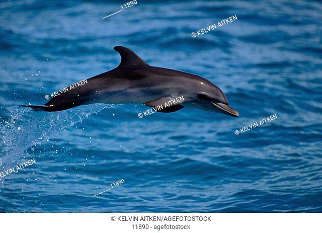 Atlantic Spotted Dolphin (Stenella frontalis)