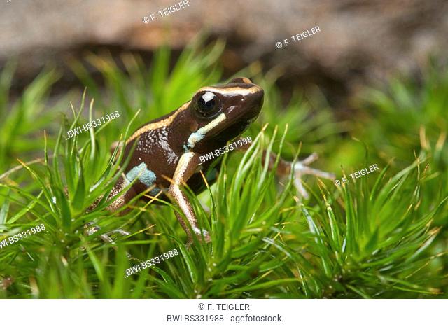 lovely poison-dart frog, lovely poison frog (Phyllobates lugubris), on moss