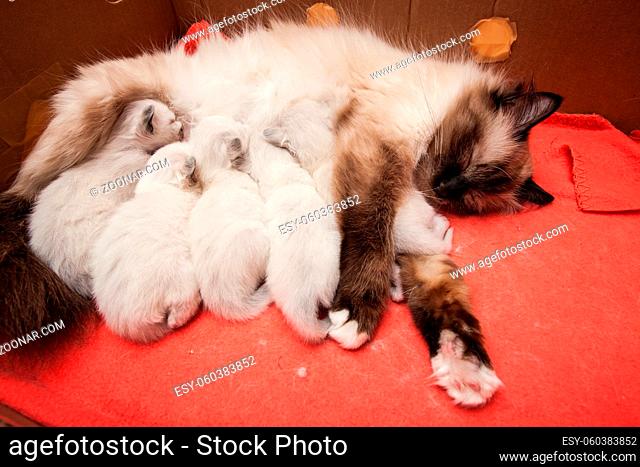 Young sacred birman kittens litter feeding