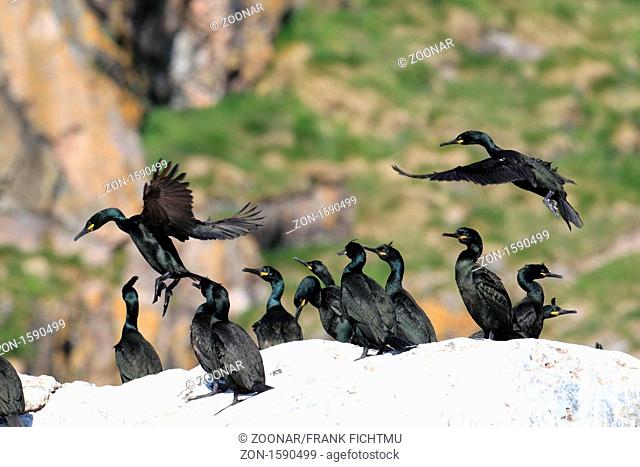 Shags in Norway