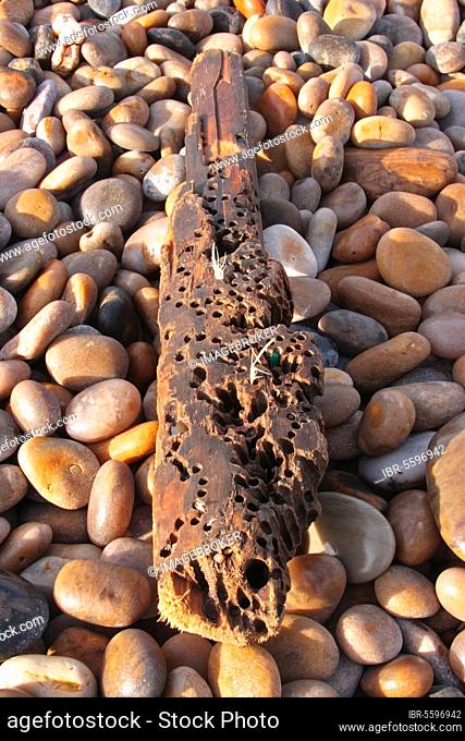 Shipworm (Teredinidae sp.) holes bored into timber washed up on strandline, Chesil Beach, Dorset, England, United Kingdom, Europe
