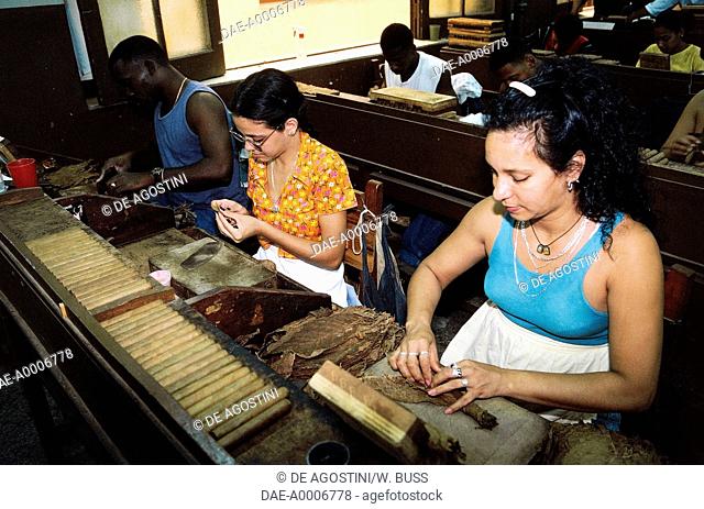 Women preparing tobacco leaves for cigar rolling, Partagas cigar factory, Cuba