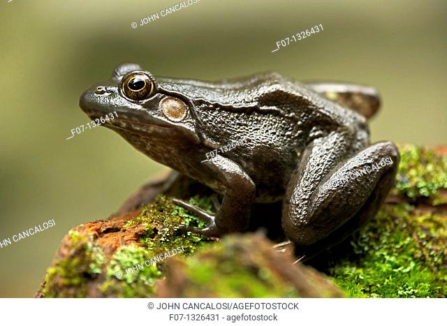 Green Frog - Rana clamitans - New York - USA