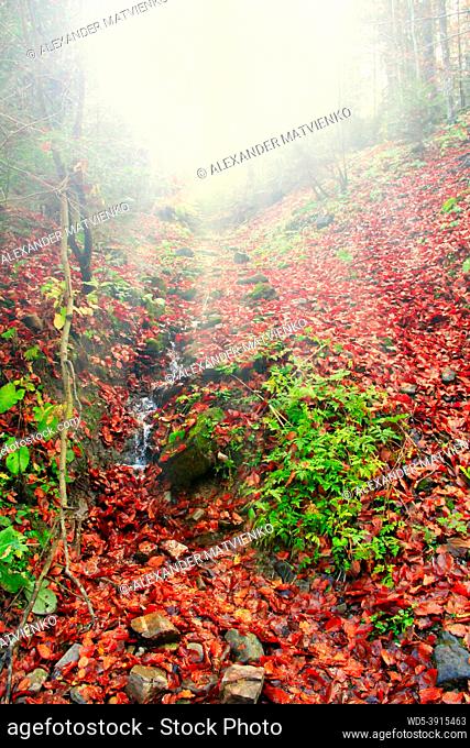 Sunlight from the top in forest. Autumnal wood. Red autumn leaves fallen in forest. Colorful and foggy autumn wood. Beautiful autumn forest landscape