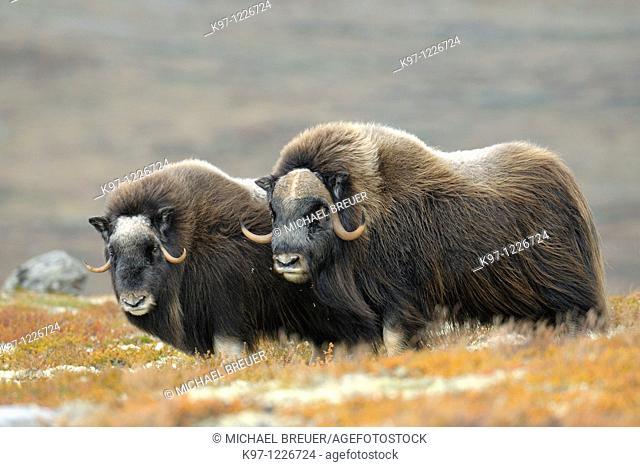Muskoxen (Ovibos moschatus), Bull and Cow, Autumn, Fall, Dovrefjell National Park, Norway, Europe