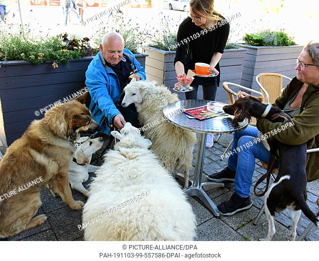 14 October 2019, Saxony, Schkeuditz: Werner Dreßler sits with the dogs Rocky (l), Emmy (2nd from l) and Holly (r) and the sheep Flöckchen (3rd from l) and the...