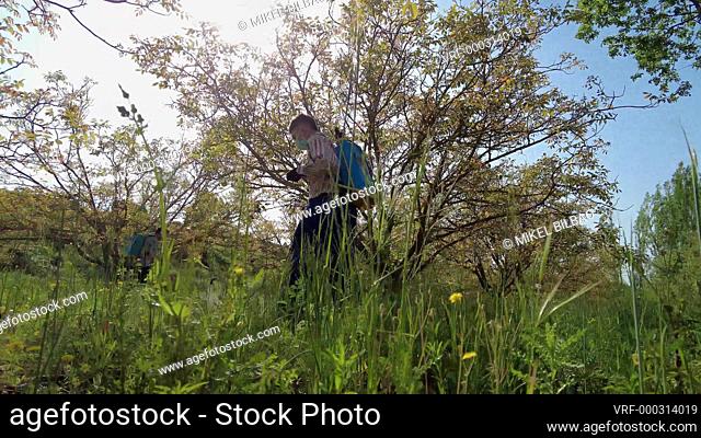 Two agriculturist people spraying herbicide in a field of walnut trees. 4K. Bargota, Navarra, Spain, Europe