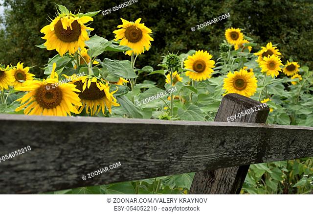 Blooming sunflowers in a private garden with wooden planks fence
