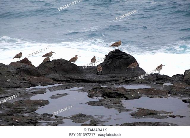 flock of slender-billed curlews waiting for favorable feeding conditions by water edge