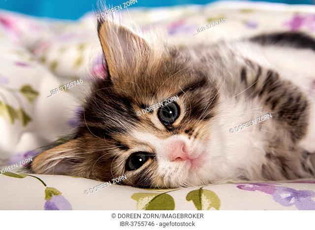 Siberian Forest Cat, kitten