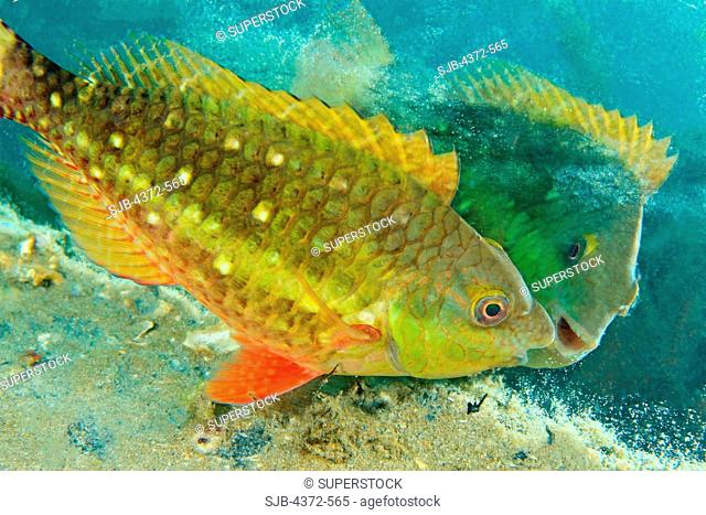 Stoplight Parrotfish viewing its reflection in a discarded mirror