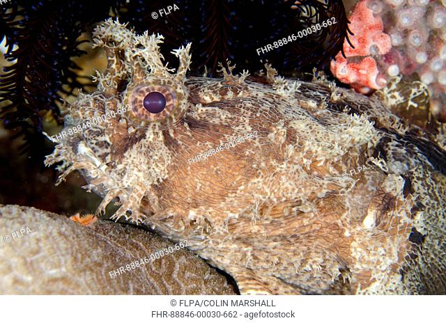 Banded Toadfish (Halophyme diemensis), Night dive, Keruo Island, Near Penemu Island, Raja Ampat (4 Kings), West Papua, Indonesia