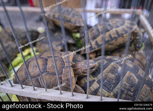 spur-thighed tortoise for sale, spice square souk, marrakesh, morocco, africa
