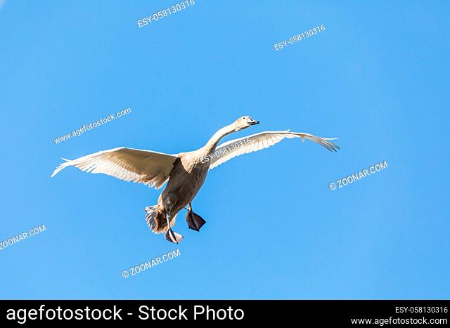 flying young Mute Swan learning to fly, Cygnus Olor, In Flight. Europe, Czech Republic wildlife