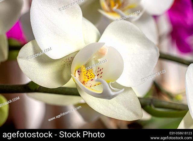 Beautiful blooming white orchid flowers close up