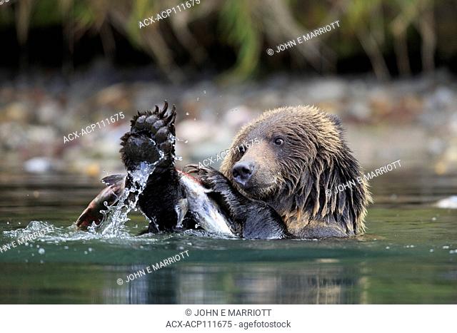 Grizzly bear and sockeye salmon, British Columbia, Canada