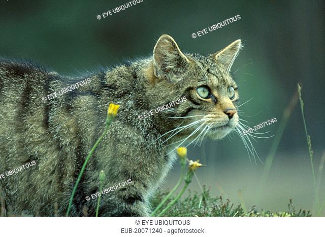 Scottish Wild Cat, Felis silvestris grampia. Cropped shot of single animal