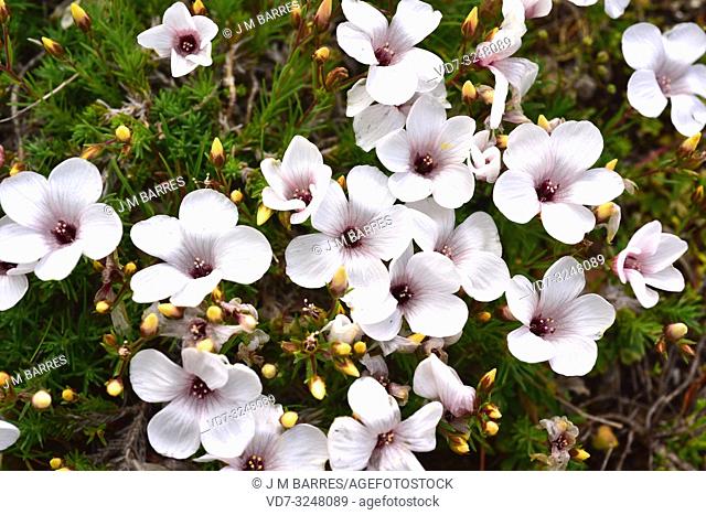 White linen (Linum suffruticosum) is a perennial subshrub native to western Mediterranean Basin. This photo was taken in Burgos province, Castilla-Leon, Spain