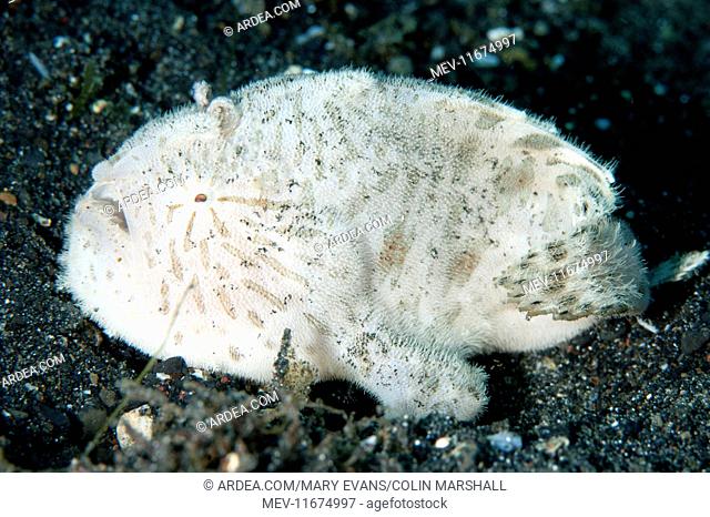 Striped Frogfish with worm-like lure