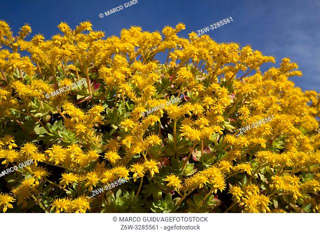 Composition in full spring bloom of Sedum Palmeri yellow